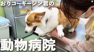 Jin the corgi was surprised with sudden injection.😱 #corgi #コーギー