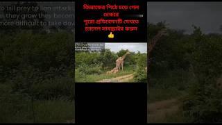 জিরাফের পিঠে নেকরে#animals #funnyshorts #funnyvideo