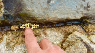 PANNING for Gold Monster 1000 TARGETS