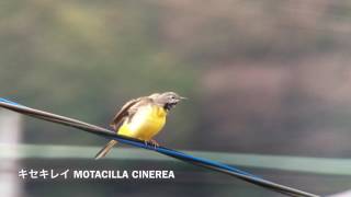 【4k】キセキレイ Grey Wagtail  MOTACILLA CINEREA 羽繕い