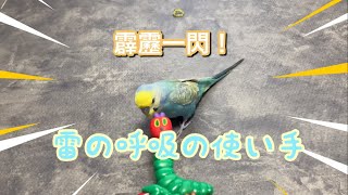 雷の呼吸の使い手　セキセイインコむぎちゃん#セキセイインコ　#鬼滅