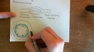 Leukocyte Extravasation Part 2