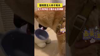 猫咪用主人杯子喝水，看到主人反击操作后，小猫都惊呆了#萌宠  #funny #新闻 #猫咪