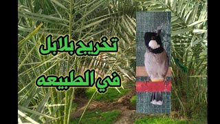 أفخم تغريد بلابل الفاو