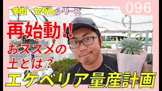 エケベリア量産計画🌸再始動🌸【多肉植物・セダム】胴切り・挿し木用土準備とおススメ用土とは？ｂｙ園芸チャンネル　096