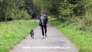 Basic obedience for Boston terrier Reggie
