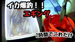 【函館イカ釣り】仕事帰りに、エギングで入れ食いにあいました！！