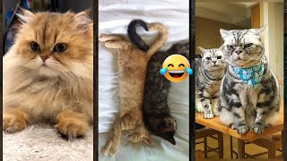 Cute Animals 😻 #funny  🐈‍⬛ #cathouse #5678