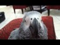 Cressi | Meet Our African Grey