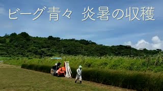 ビーグ、炎暑の収穫　青い香り匂い立つ　【沖縄・うるま市具志川】