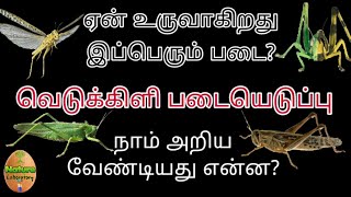 Locust attack India tamil | வெட்டுக்கிளி படையெடுப்பு | வெட்டுக்கிளிகள் எப்படி உருவாகிறது? விவசாயம்