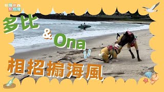 【動物伴點叮噹】多比 \u0026 Ona 相招搧海風(Pets say hello｜ペットが挨拶する｜애완동물이 인사해요)