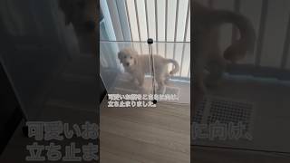 ゴールデンドゥードルバズ【不法侵入しちゃった編】#ゴールデンドゥードル #子犬 #癒し #いたずら #あかちゃん