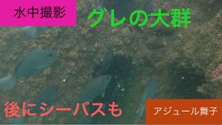 [水中撮影]アジュール舞子　セトレ側ワンド内水中撮影　#神戸