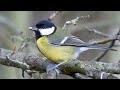 Wildlife at Langford Lakes Nature Reserve, Wiltshire | February