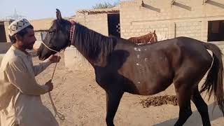 Beautiful horse power || Horse videos🐎