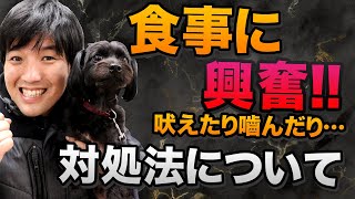 【食事に興奮！】ワンちゃんがご飯に興奮して吠えたり、噛んできたりする時の対処法について