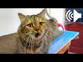 FEMALE CAT IN HEAT MEOWING MATE CALLING - PRANK YOUR PETS