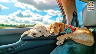 Stress Relief Music for Dogs 🐶💖 Sleep and Stability Sounds 🎵 Your Dog’s Favorite Tunes