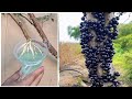 Simple Method - How to Grow Jabuticaba Tree  from Grapefruit In A Glass Of Water