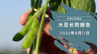 美国大豆长势 2022年8月11日