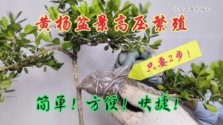 园艺师教你：只需2步！最简单的方法给黄杨盆景高压繁殖！来看看