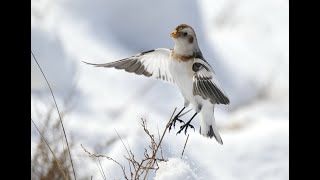 Snow Buntings