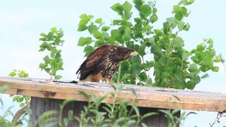 Harris's hawk call, Dusky hawk, 栗翅鷹叫聲, 哈里斯鷹