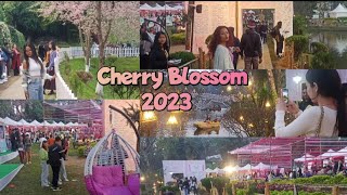 Cherry Blossom Festival Shillong 2023 | Shillong Literary Festival 2023 | Opening Day Full Tour |