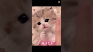 이미 이세상 귀여움이 아닌 아가냥이