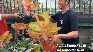 harga goliath trah terbaik| harga aglonema | aglaonema | goliath trah merah|