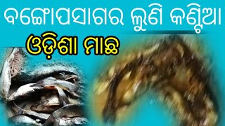 ବଙ୍ଗୋପସାଗର ଲୁଣି କଣ୍ଟିଆ।।ଓଡ଼ିଶା ମାଛ।।Odia vlog||My house life style