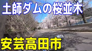 安芸高田市八千代町 土師ダムの桜並木