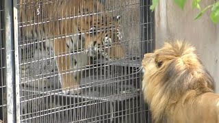 アムールトラのリキが気になるオリトとイオ♪旭山動物園にて