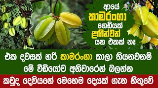 කාමරංගා කාලා තියනවනම් අනිවාරෙන් මේක බලන්න - Starfruit | Kamaranga