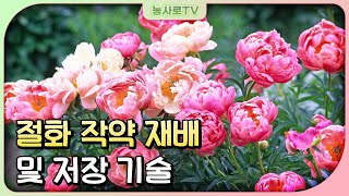 [농업기술동영상] 절화 작약 재배 및 저장 기술