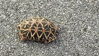 Star Tortoise( నచ్చత్ర తాబేలు)