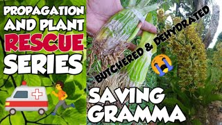 Grammatophyllum orchids propagation and rescue | How to propagate an orchid