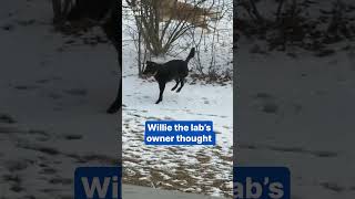 Golden Retriever barks for his best friend to come out and play