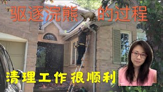 加拿大房屋驱除浣熊和松鼠的方法 安装单向门 几天后再拆除 补好洞口 也要清理好污染的地方