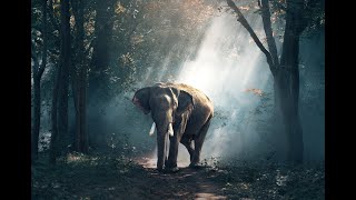 Elephant's Life | யானைகளின் வாழ்க்கை-தமிழ்|God's creation-6|கடவுளின் படைப்பில் யானை