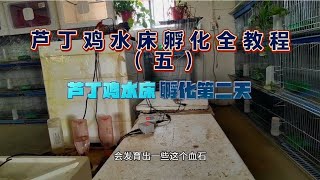 芦丁鸡水床孵化全教程五，种蛋孵化第二天的注意事项和要点