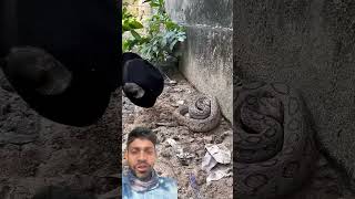 Snake | dekho sap ta ki voya nok