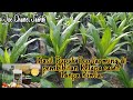 Hasil Eco farming Untuk bibit sawit