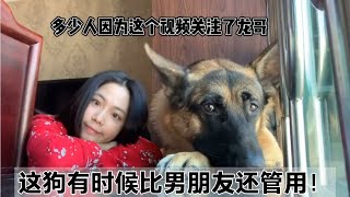 它是很多女生都想拥有的梦中情狗，像男朋友一样宠着女主人！【网红故事分享】