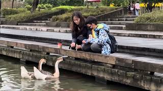 1140111 羅東運動公園～～老街碼頭餵鵝🦢