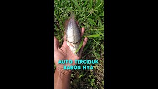 Angkat Jaring Ikan || auto terciduk babon nya