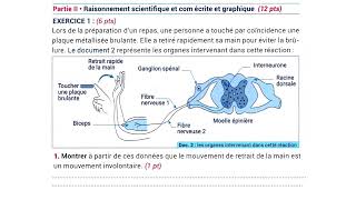 3AC Le système nerveux - Exercices corrigés 3