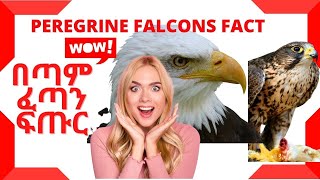 አስገራሚ እና ፈጣን እንስሳ Peregrine Falcons fact | the fasters creature Amazing creature eagles በጣም ፈጣን ፍጡር