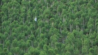 探訪 京都市「北山杉」伝統が織りなす幾何学美